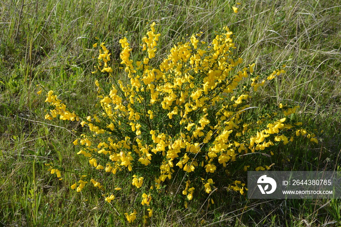 Cytisus scoparius, common broom or Scotch broom yellow flowers closeup selective focus.