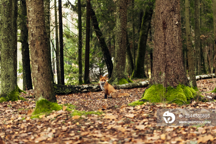 Red fox in the forest during autumn season.