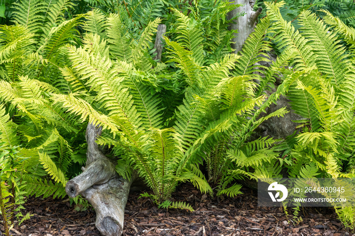 Matteuccia Struthiopteris a fern plant with green fronds throughout spring summer and autumn which is commonly known as ostrich or shuttlecock fern, stock photo image