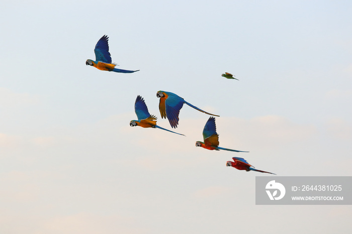 Colorful flock of parrot flying in the sky, Freedom concept