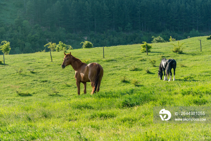 horses on countryside on sunrise.