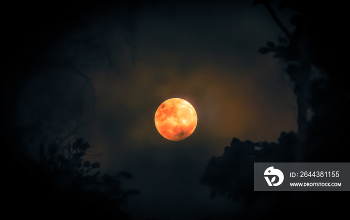 Full moon and tree silhouette. Photo from Sotkamo, Finland.