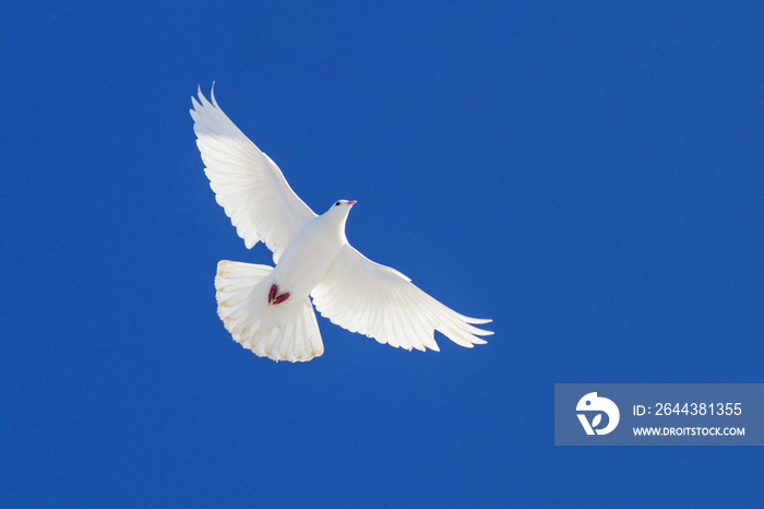 white dove flying through the blue sky