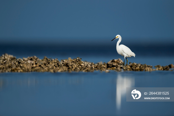 A Snowy Egret walks on an oyster bed in the bright sun with a blue ocean and sky background.