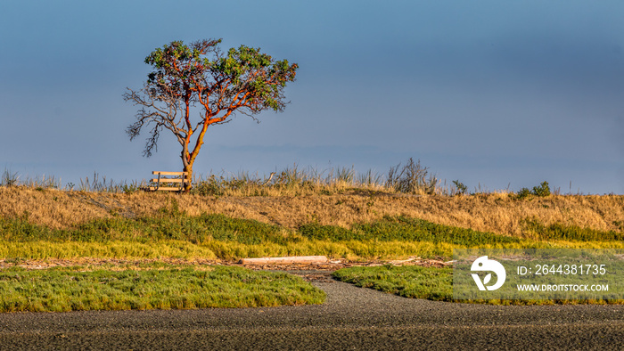 Arbutus tree and bench on hillside