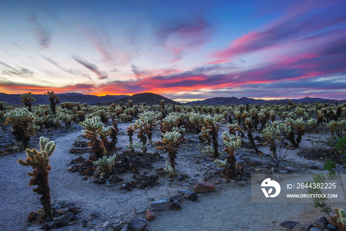 Cholla Cactus Garden in Joshua Tree National Park at sunset