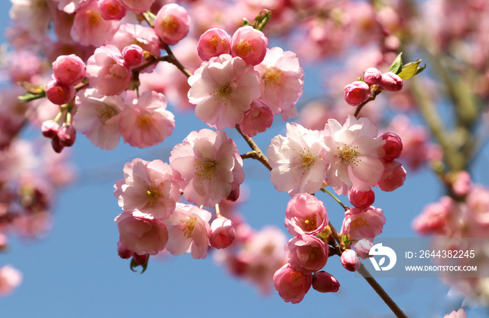 A cherry blossom  is a flower (Prunus Accolade’ ). April, springtime.