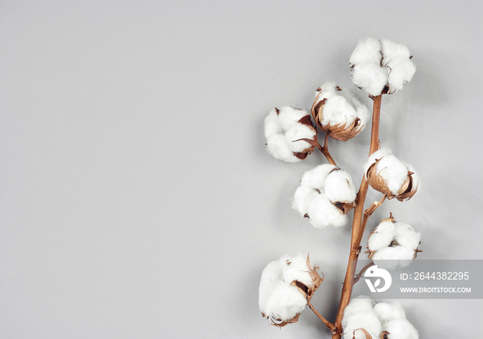 Cotton flower branch on gray background