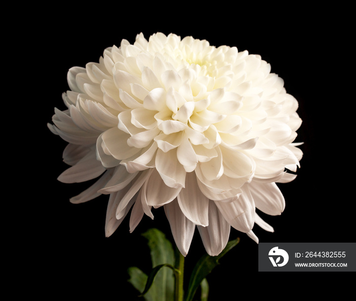 white chrysanthemum flower on a black background