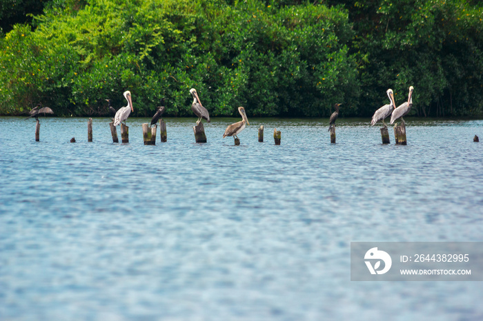 Un grupo de pelicanos permanecen posados sobre unas bases de una antigua casa sobre un lago