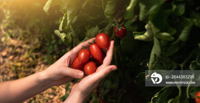 A woman farmer picks cherry tomatoes in a greenhouse. Organic farm.