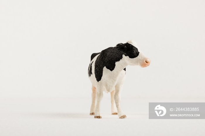 A plastic cow in a studio shoot