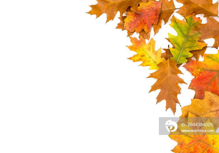 Frame of colorful autumn leaves on white.