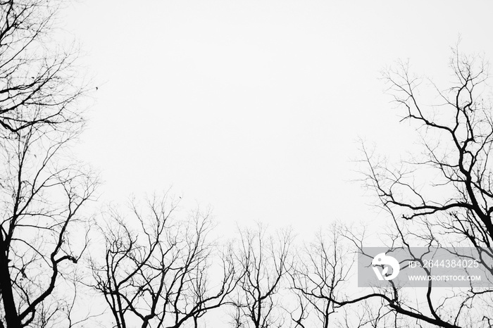 Tree branches isolated on the white background, with space for inscription