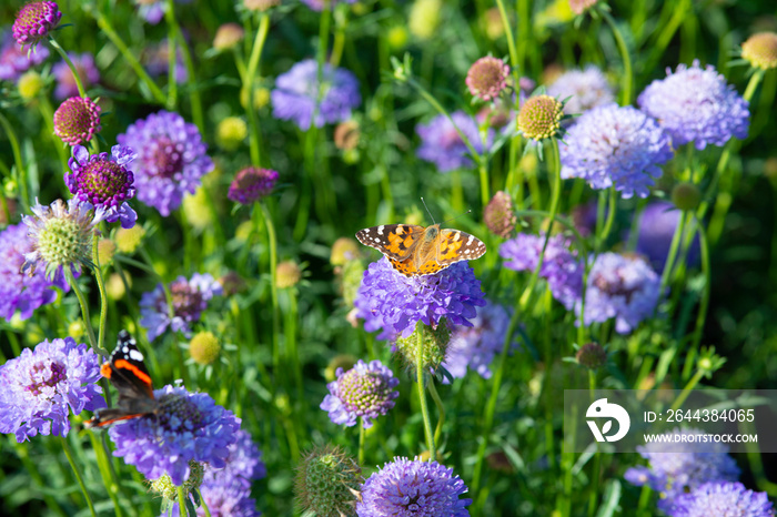 Monarch butterfly on top of a blue Scabiosa flower.