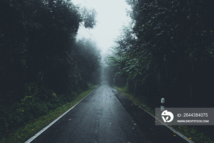 The road into the forest in the rainy season