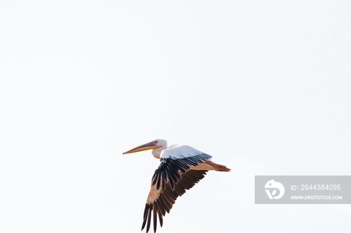 White Pelican flying in the blue sky on an early autumn morning near Zikhron Ya’akov, Israel.