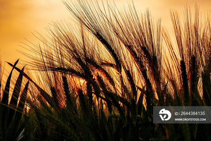 Agricultural Sunset