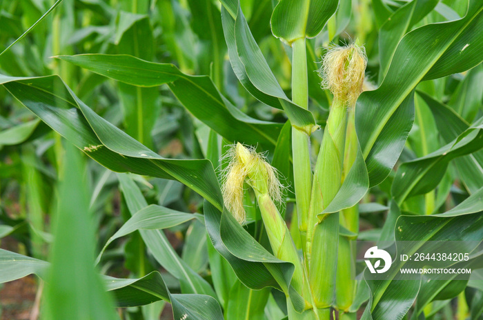 Young corn forming ears. Field of a young corn.