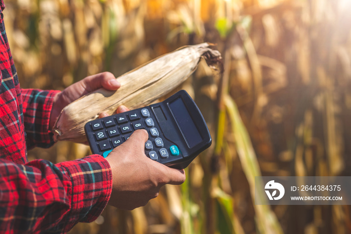 Farmer holding Calculator with ripe yellow corn cob in hand to calculate production in field. Corn cob ready to harvest. Agriculture concept.