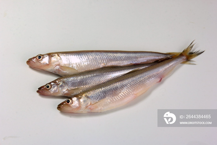 The smelt or European smelt (Osmerus eperlanus) in a plate