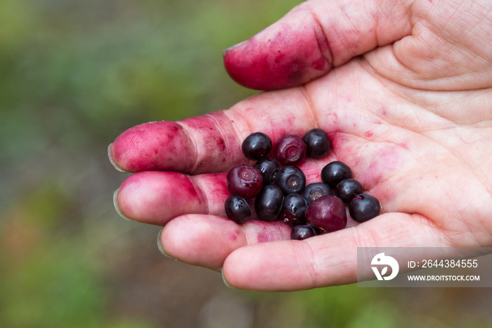 Huckleberry season in Oregon