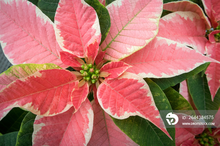 Poinsettia Flowers with Pink and Yellow Variegated Petals