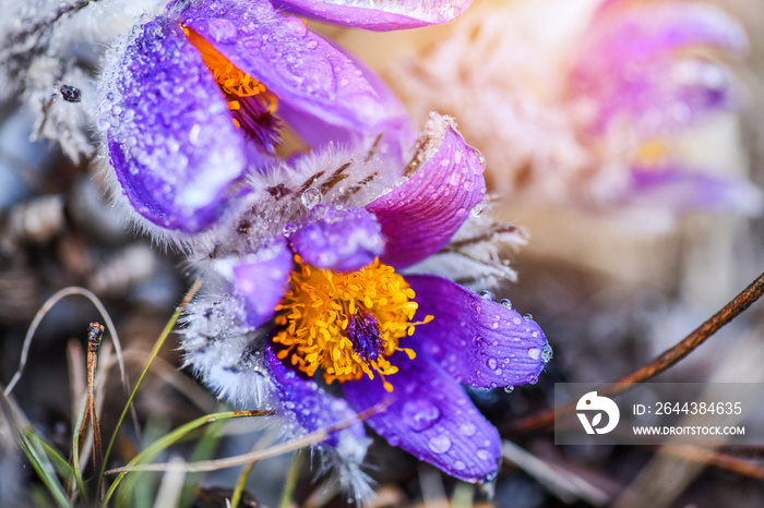 Spring flower detail. Blossoming pasque flower