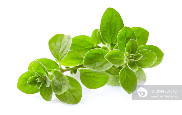 Marjoram twigs on white background