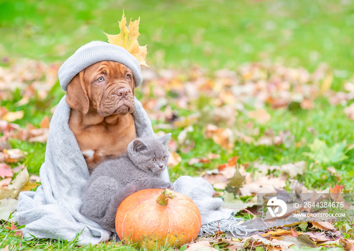 Puppy wearing a warm hat and scarf sitts with a kitten on autumn foliage with a pumpkin and looking away. Empty space for text