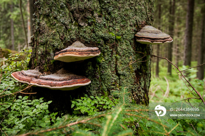 wild forest fungus medicine chaga mushroom