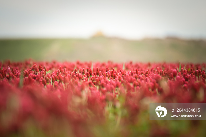 Beautiful pink field of flower crimson clover. This is czech republic field.