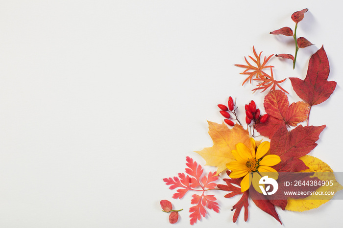 autumn leaves and flowers on white background