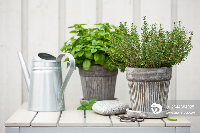 lemon balm (melissa) and thyme herb in flowerpot on balcony