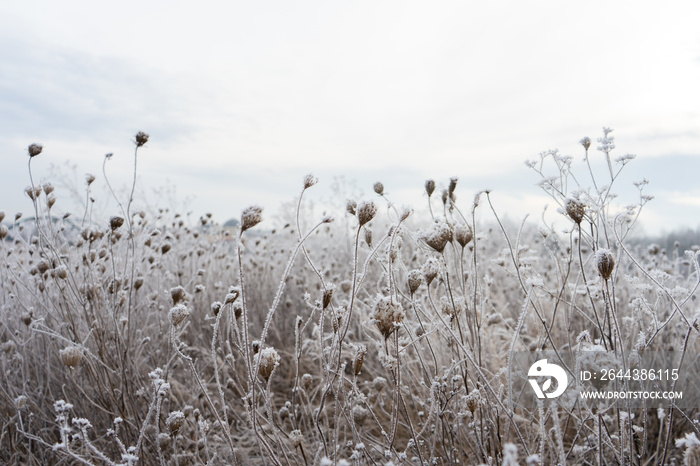 frozen flowers