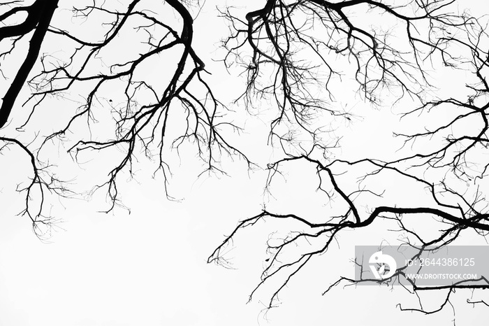 Bare tree branches on a pale white background