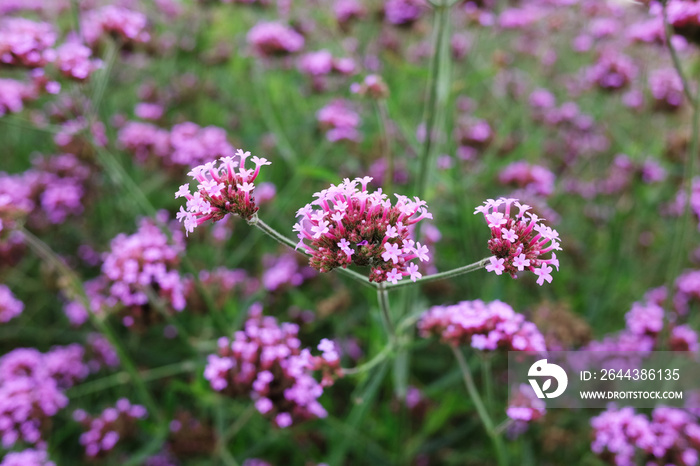 Blooming Violet verbena flowers with natural sunlight in meadow