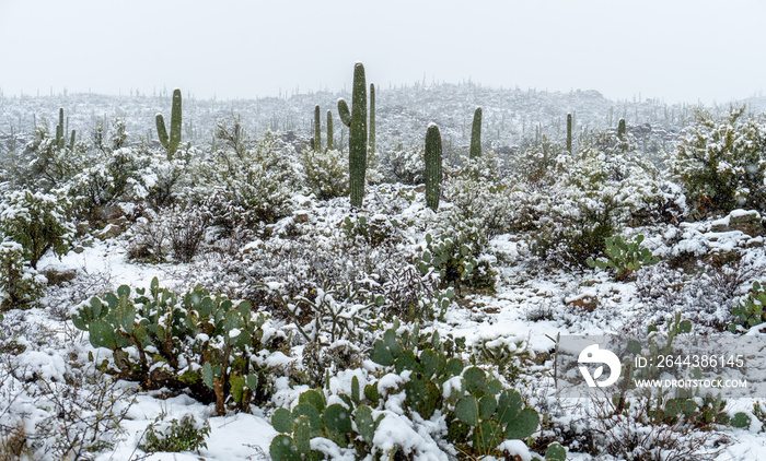 Snowy Sonoran Desert Cacti Landscape