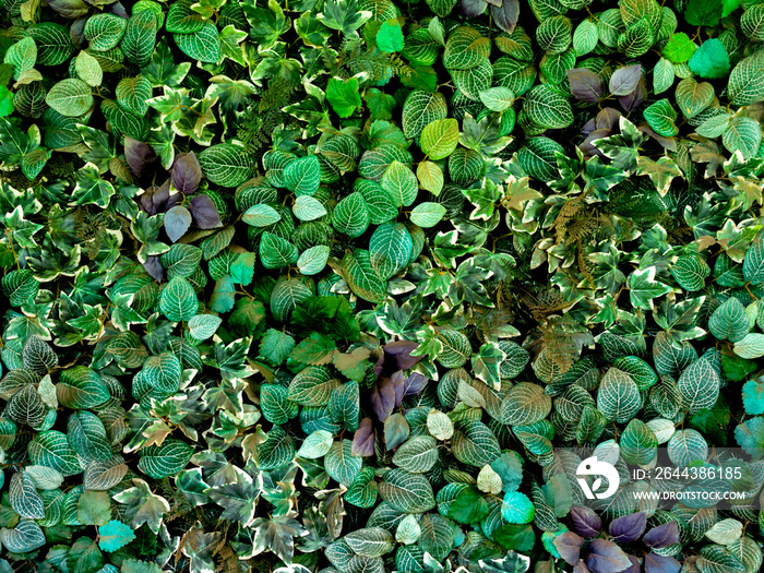 Green leaves background with many shapes and species of leaf pattern.