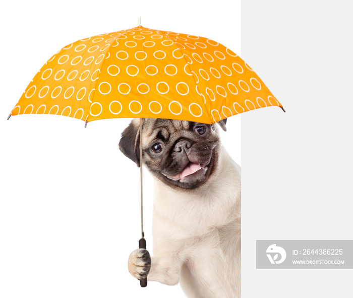 funny puppy with umbrella above white banner. isolated on white background