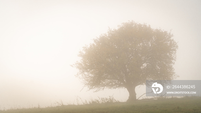 Solitary tree on field during foggy autumn morning, Slovakia, Europe