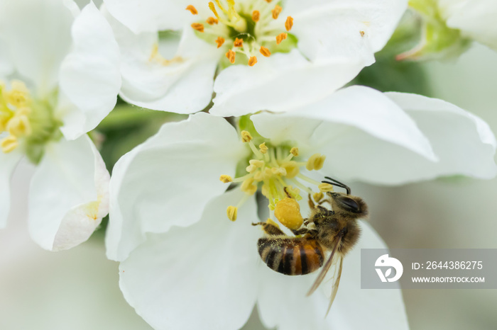 Honey bee pollinating apple blossom in spring garden