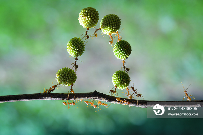 Several weaver ants together arrange the Leucaena glauca fruit into chains to be carried to their nest