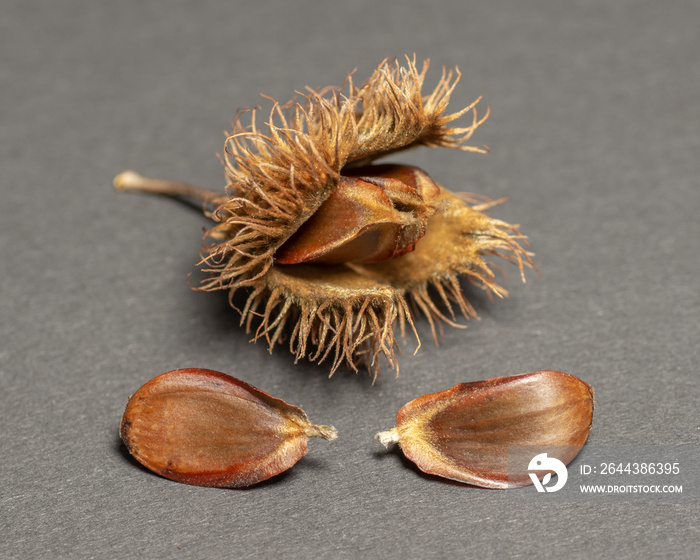 Beechnuts isolated on dark background. Beech fruit .Close up. Macro.