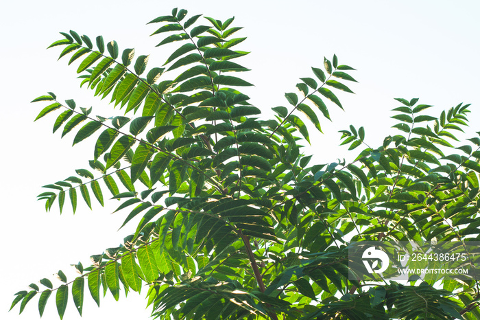 Ailanthus altissima flowers ready to bloom. Ailanto blosson, Tree of Heaven. Ailanthus altissima. Nature background.