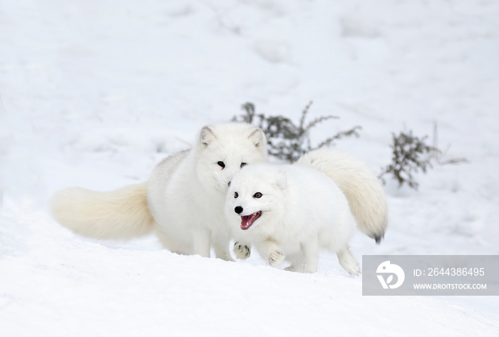 Two Arctic fox (Vulpes lagopus) playing with each other in the winter snow