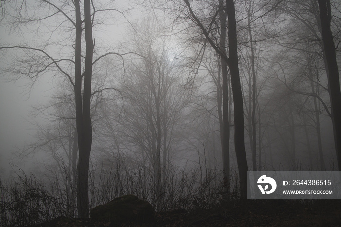 cold morning fog in a german forest in winter times. mystic threatening light atmosphere with bare deciduous trees