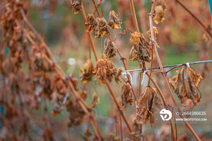 Grapevine after the first frost. Wine red grapes for ice wine in Withered darkened yellow leaves of grapes in autumn after the first cold weather. Harvested concept