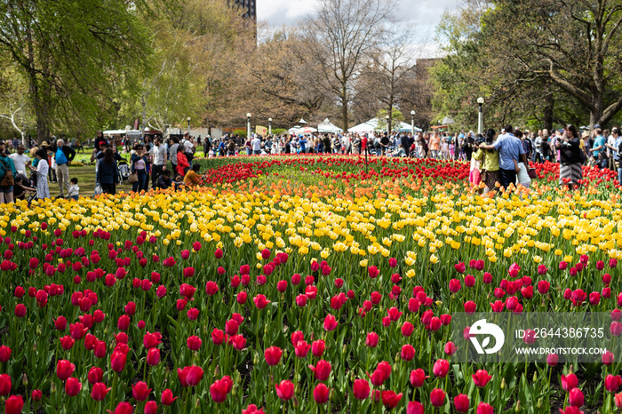 multicoloured tulip field in the Ottawa internacional tulip festival in Ottawa, ontario, Canada. People seen in the background