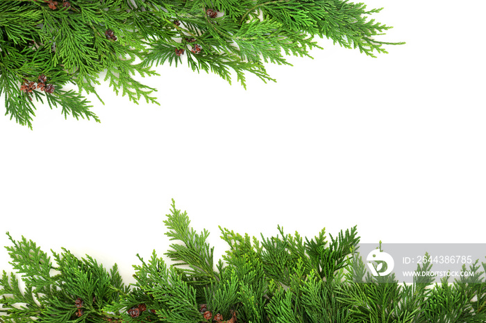 Cedar cypress leaf natural background border on white. Eco friendly composition. Flat lay, top view, copy space.